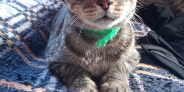 Con su orejita especial, la \