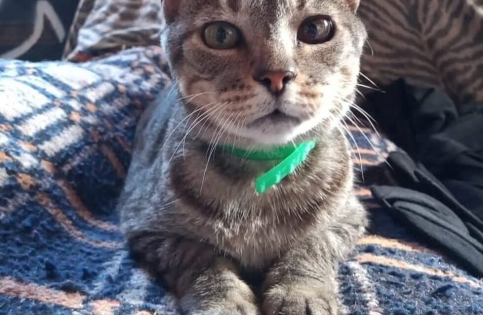 En el Día del Gato los usuarios de Vía Córdoba saludaron a los suyos