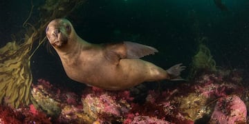 Documental Yaganes NatGeo - Tierra del Fuego