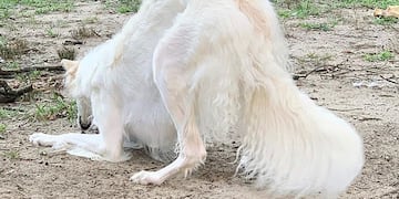 Eris, el perro con el hocico más largo del mundo\u002E