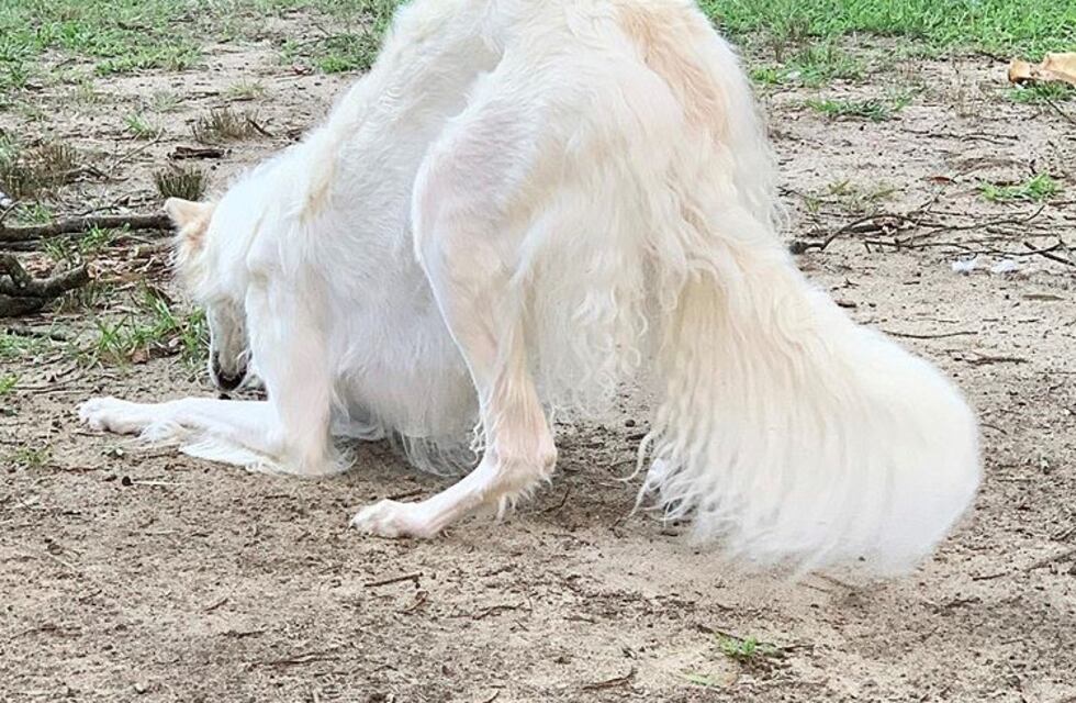 Un perro se volvió viral por tener el hocico más largo del mundo
