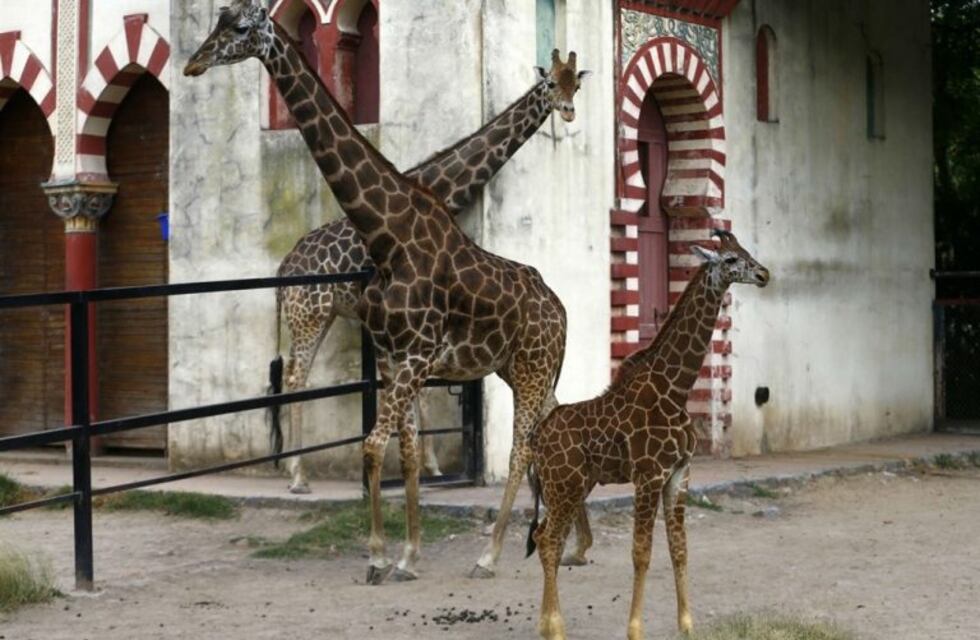 Murió una jirafa en el Ecoparque porteño