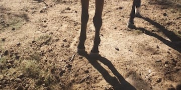 Recuperaron un caballo que había sido robado en Alta Gracia\u002E