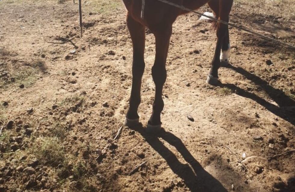 Recuperaron un caballo que había sido robado en Alta Gracia
