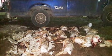 Cazadores furtivos de Lonquimay (La Arena)