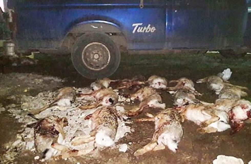 Cuatro cazadores furtivos de Lonquimay chocaron una patrulla policial
