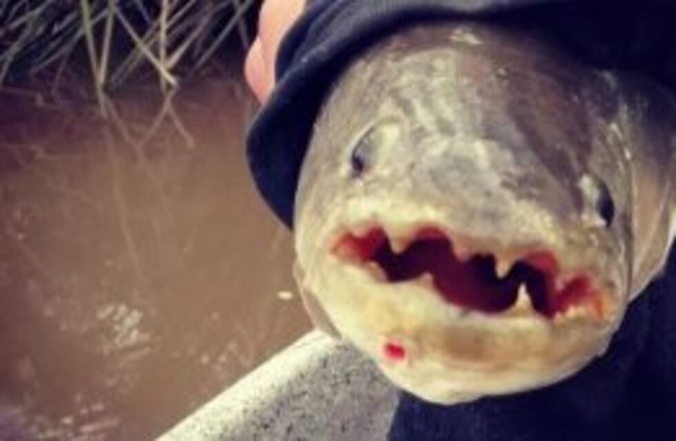 Cómo evitar ataques de tarariras en ríos serranos