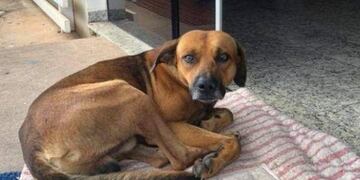 Un perro espera a su dueño en la puerta del hospital donde murió