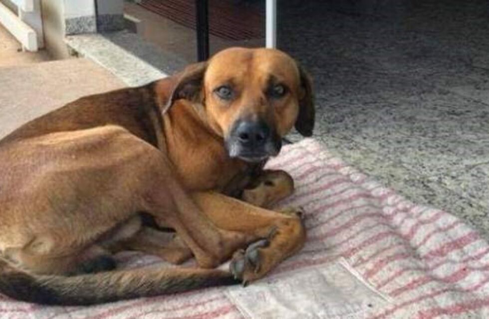Un perro está hace cuatro meses en la puerta del hospital donde murió su dueño