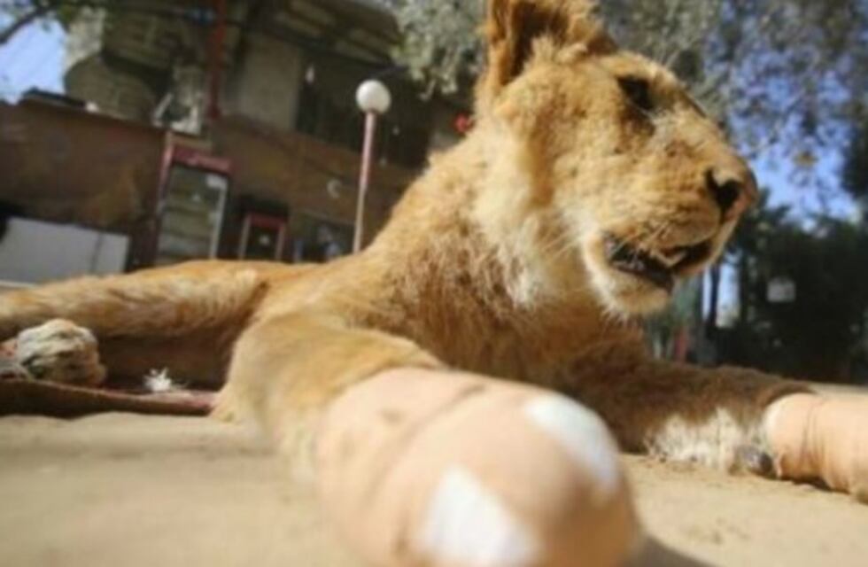 Le amputaron las garras a una leona para que los visitantes del zoológico puedan jugar con ella