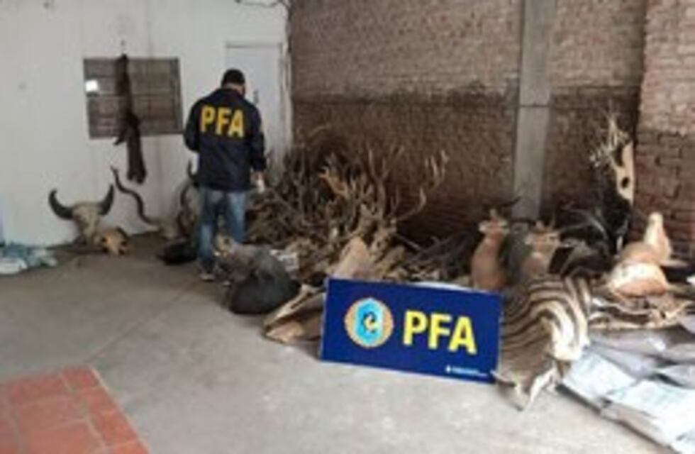 Allanaron un comercio y encontraron piezas de animales en peligro de extinción