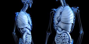 Neuronas, cerebros (WEB)