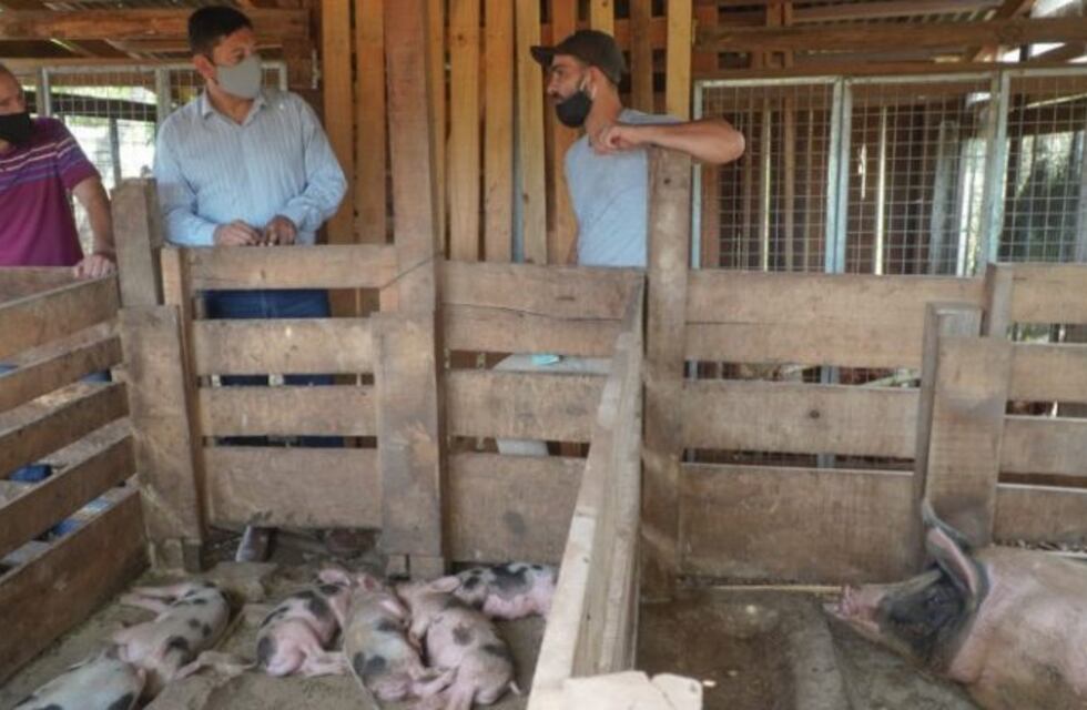 Entregan equipos de frío para productores de cerdos en Misiones