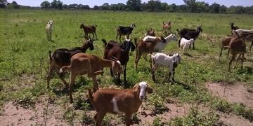 Ganado Caprino