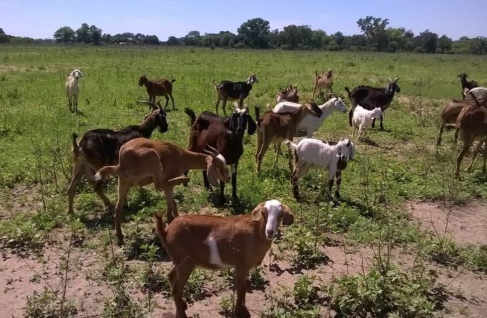 Mendoza busca apoyar a los productores caprinos