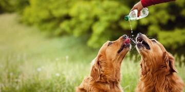 Llegó el calor: cómo cuidar a perros y gatos ante las altas temperaturas