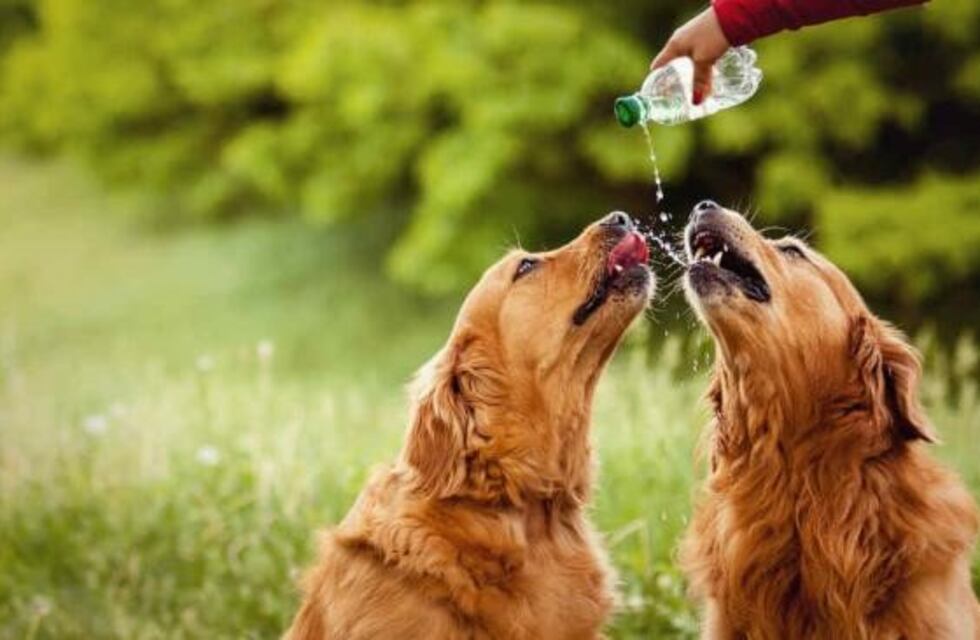 Llegó el calor: cómo cuidar a perros y gatos ante las altas temperaturas