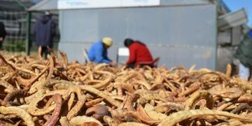 Recolección de semillas de árboles en San Luis