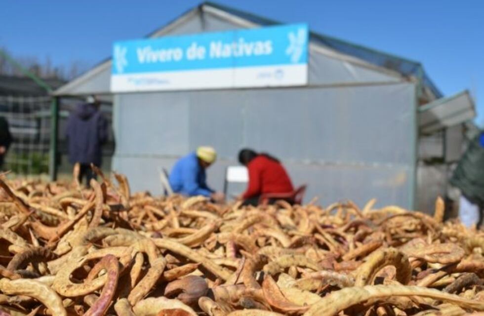 Lanzan la campaña de recolección de semillas de árboles