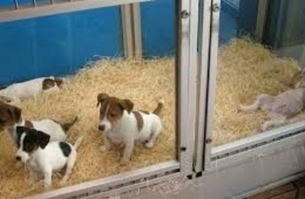 Carlos Paz: prohíben la exhibición de mascotas en tiendas