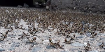 Invasión de langostas (Twitter Senasa)