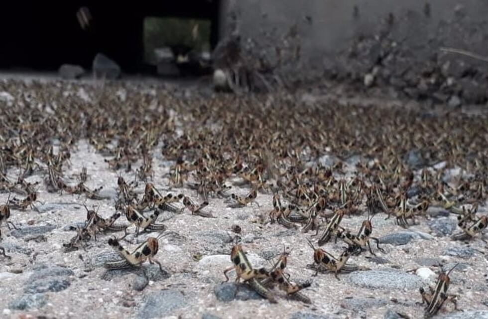 El norte salteño invadido por tres mangas de langostas