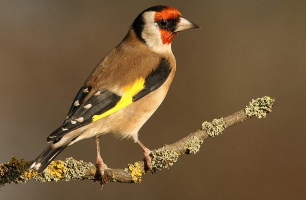 Dos detenidos por vender drogas y aves silvestres