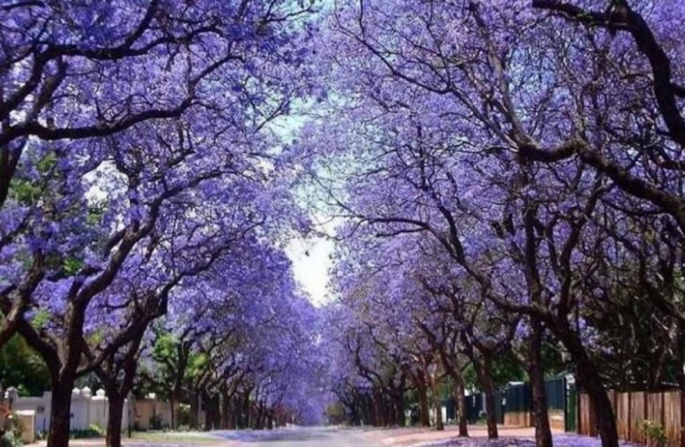 Kiri: Promueven la plantación de un árbol chino que está prohibido en varios países del mundo