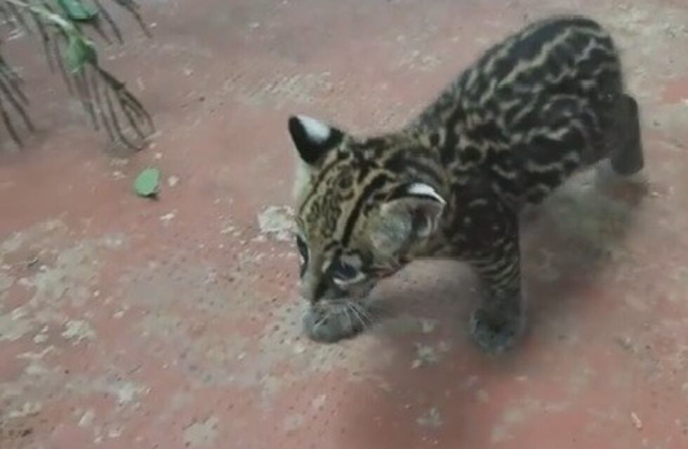 La cría de ocelote atropellada en Iguazú se recupera favorablemente