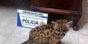 Pumita (Policía de Cba)\u002E