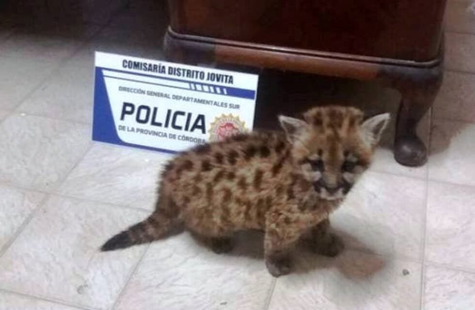 Parte el corazón: hallan a un pumita deambulando en Córdoba