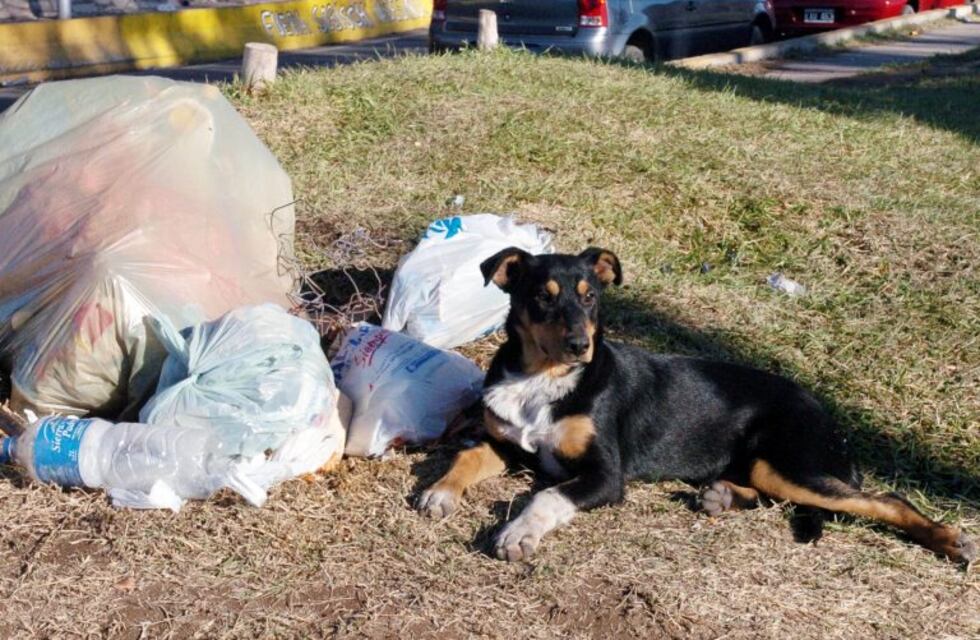 Multarán a las personas que les den de comer a los perros de la calle