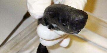 Identifican una nueva especie de tiburón que tira un líquido fluorescente