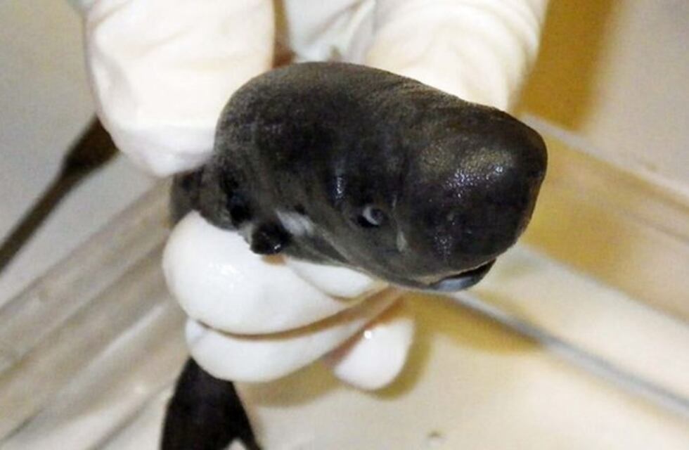 Identifican una nueva especie de tiburón que tira un líquido fluorescente