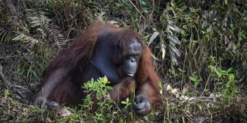 El orangután que ofreció ayuda al hombre en el río\u002E