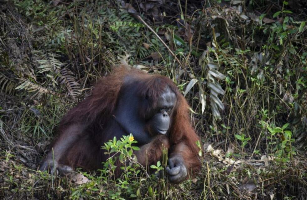 Las tiernas fotos de un orangután que le ofreció ayuda a un hombre en un río de serpientes
