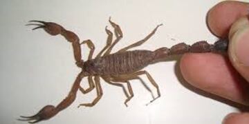 Medidas para evitar contacto y picaduras de alacranes