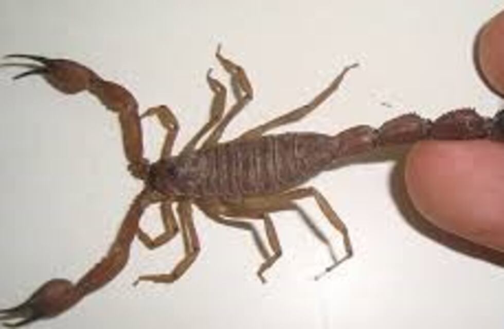 Temporada de alacranes: consejos prácticos