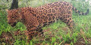 Yaguareté avistado en El Nogalar, Salta\u002E (IG Red Yaguareté)