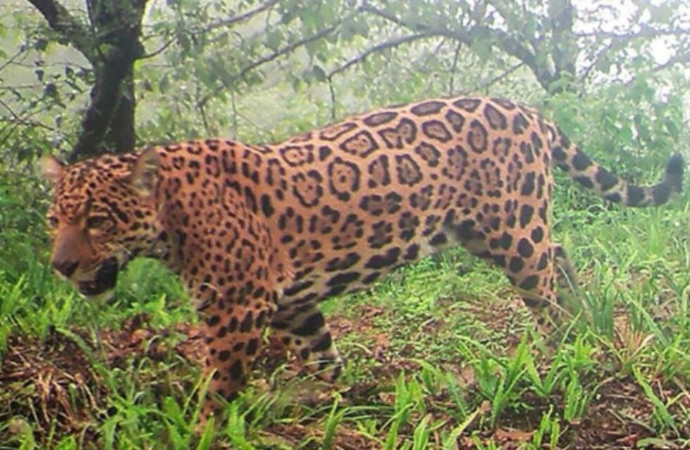 Cámaras trampa muestran yaguaretés y tapires en Laguna Pintascayo