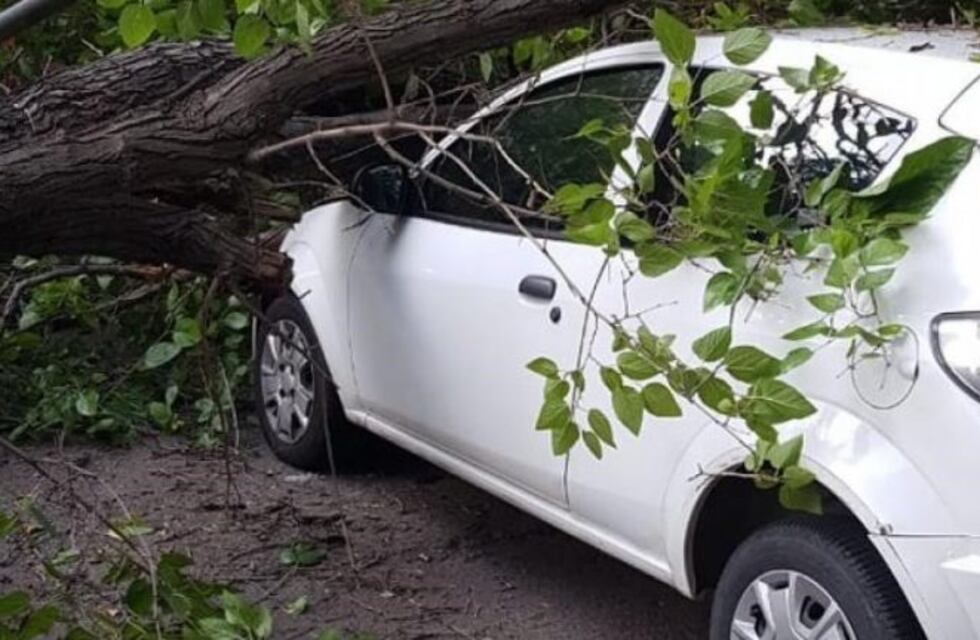 Otro árbol de Ciudad cayó sobre un auto