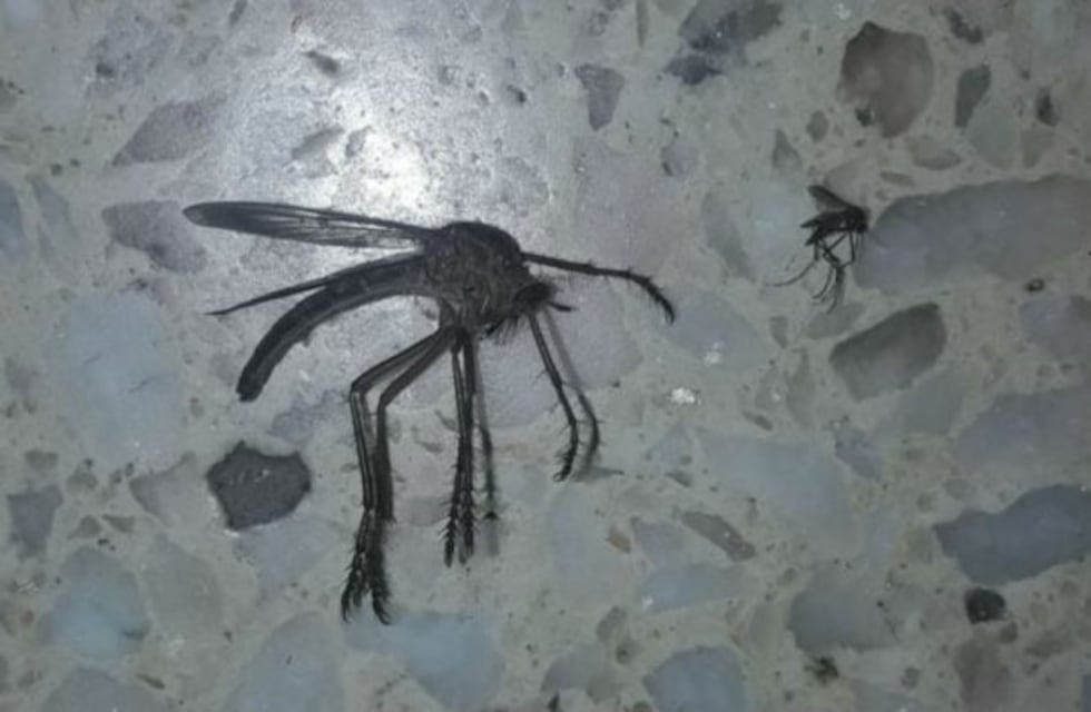 No era un mosquito gigante, era un asílido