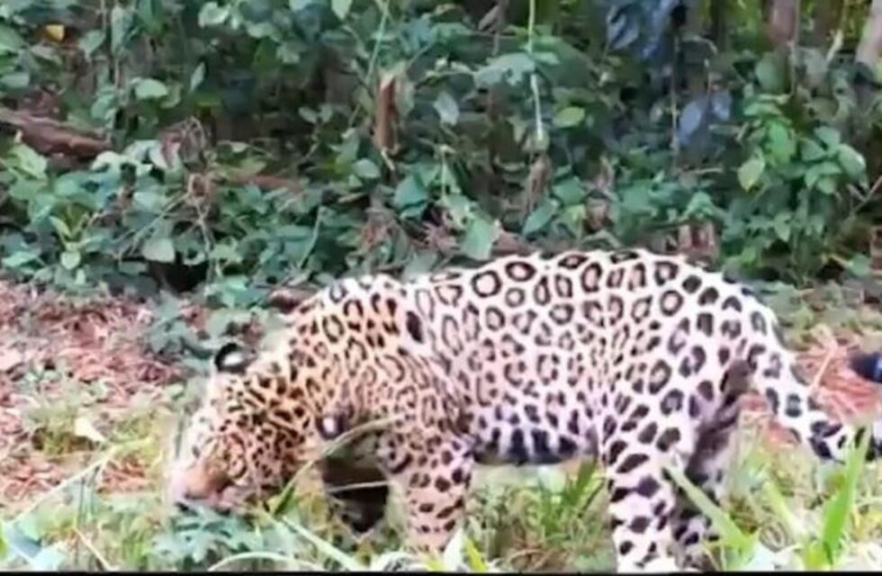 Cámaras trampas captaron a una cría de Yaguareté en Puerto Península