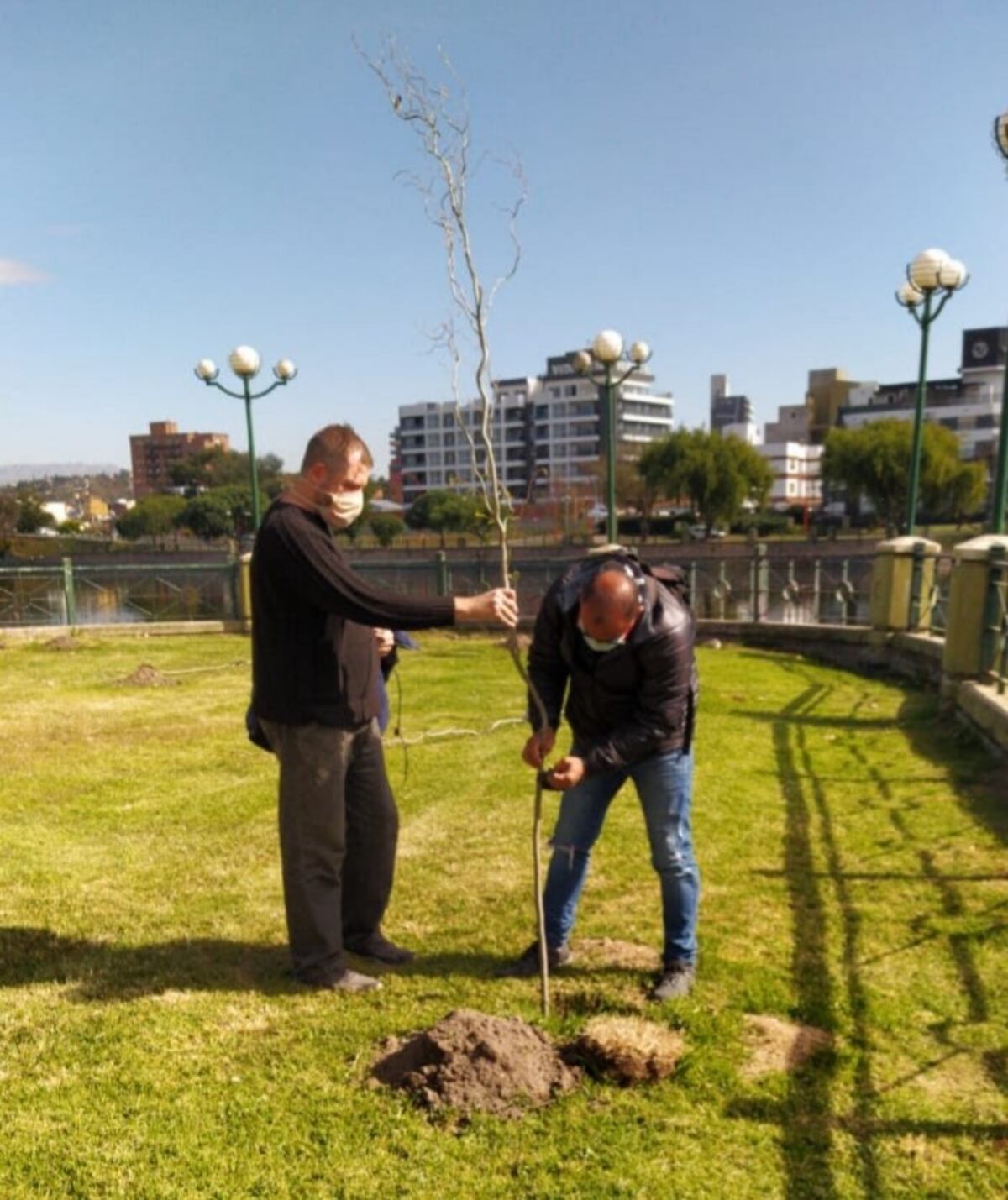 Continúan con la plantación de sauces en el centro de Carlos Paz\u002E (Foto: prensa municipal)\u002E