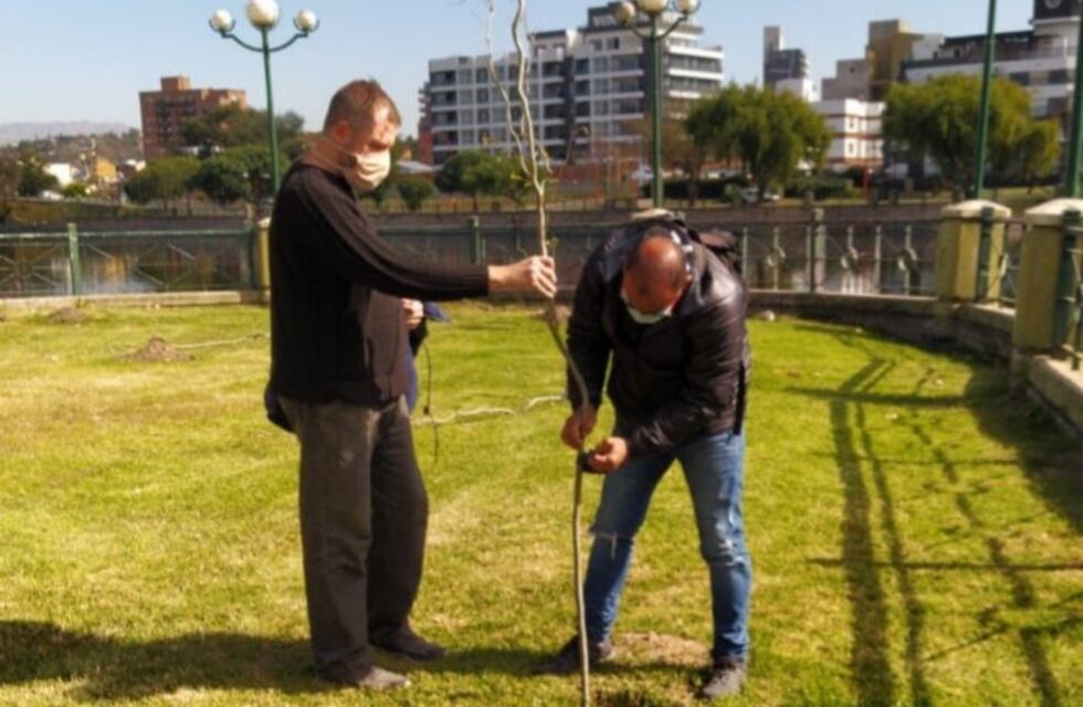 Continúan con la plantación de sauces en la zona céntrica de Carlos Paz