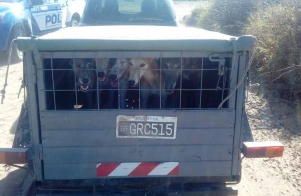 ¡Cruel!: arrestan a sujetos que trasportaban galgos en una jaula