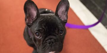 ac7a6297-035f-4fcf-9e9d-5217deef3e56|A French bulldog showing what scientists call “AU101: inner eyebrow raise\u002E” (Mary Altaffer/Associated Press)