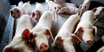 Granja de cerdos en Changzhou, China\u002E Crédito: AP Photo/Eugene Hoshiko/ARCHIVO\u002E