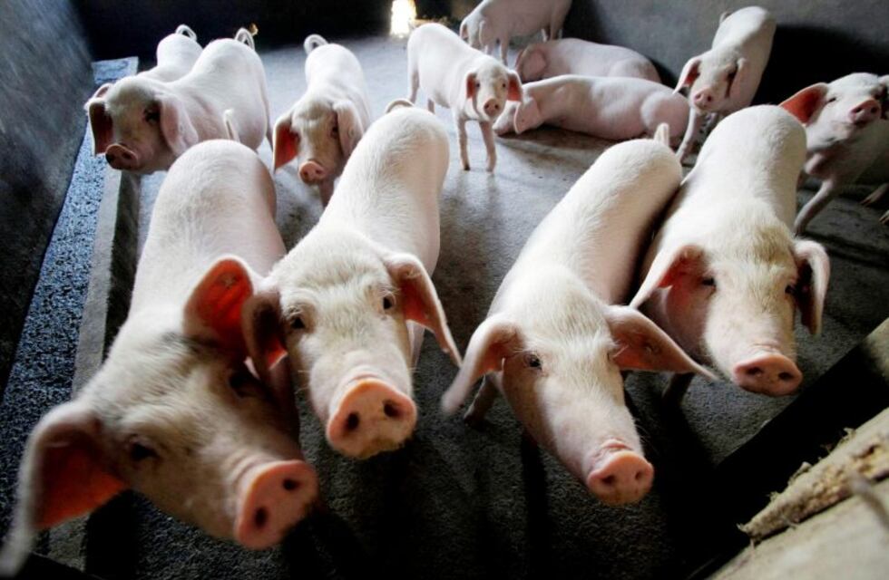 China cría cerdos del tamaño de "osos polares" para combatir la escasez de carne