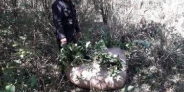 Campo Viera\u002E Robo de yerba mate